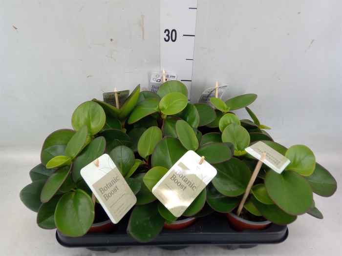 <h4>Peperomia clusiifolia 'Red Margin'</h4>