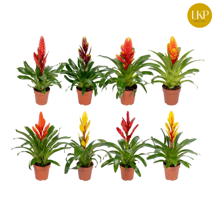 <h4>Vriesea Sensation 8 soorten Gemengd (Met Hoes)</h4>