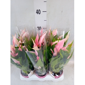 Anthurium andr. 'Lilli'
