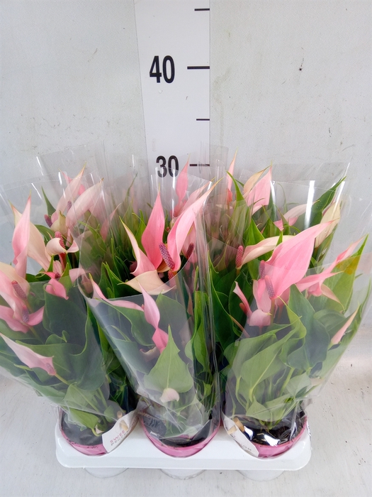<h4>Anthurium andr. 'Lilli'</h4>