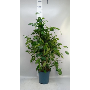 Ficus benja. 'Exotica'