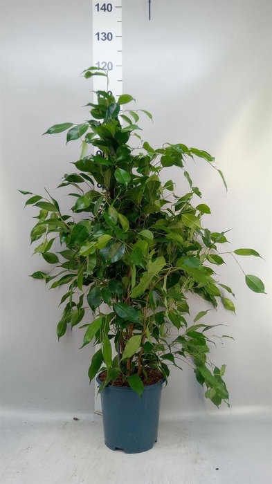 <h4>Ficus benja. 'Exotica'</h4>