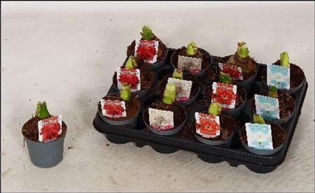 <h4>Hipp Ov 1-2 Branches</h4>