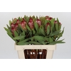 Protea Robijn