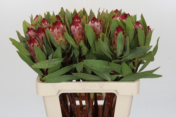 Protea Robijn