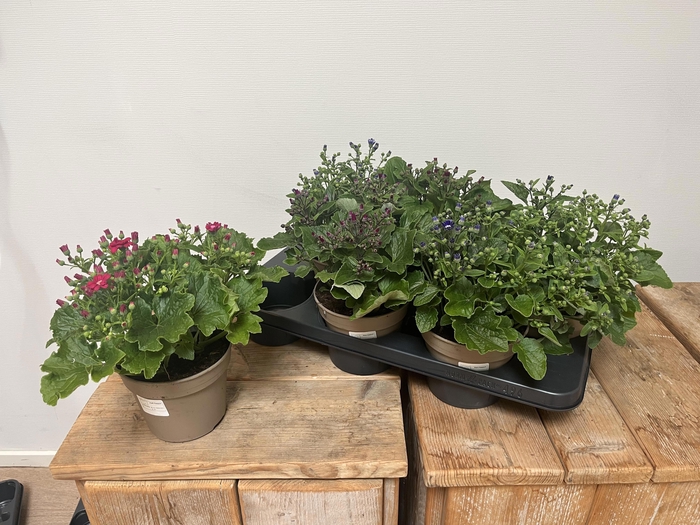 <h4>PERI C VENEZ GEM</h4>