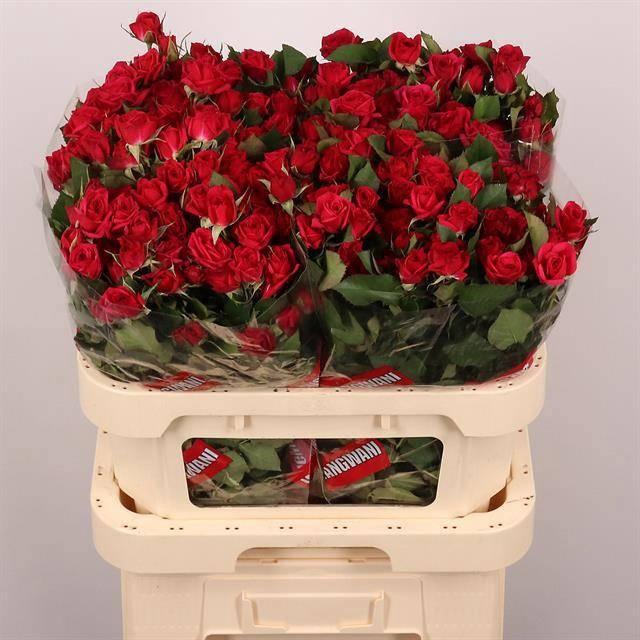 <h4>R TR QUINCY</h4>