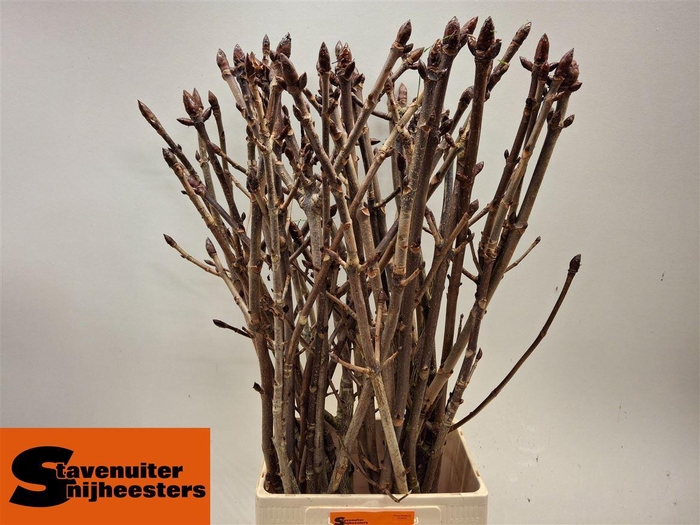 <h4>Aesculus Hippoc P Stem</h4>