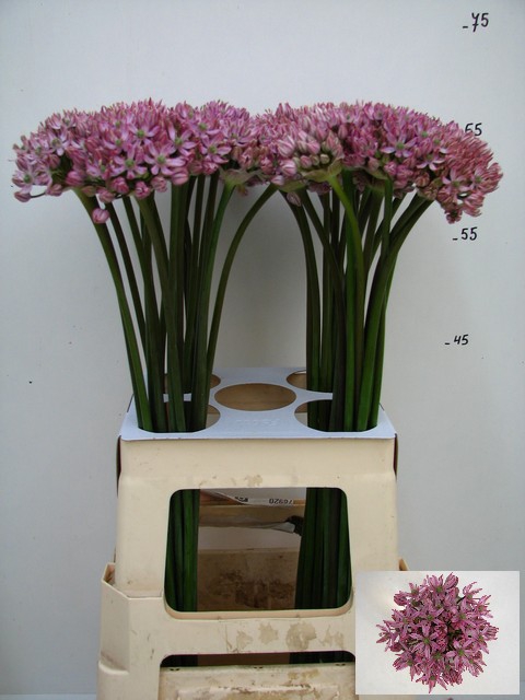 <h4>Allium Pink Jewel</h4>