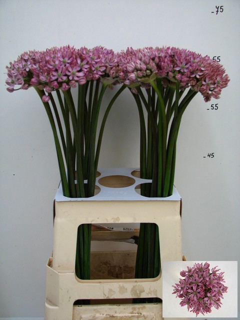 <h4>ALLIUM PINK JEWEL</h4>