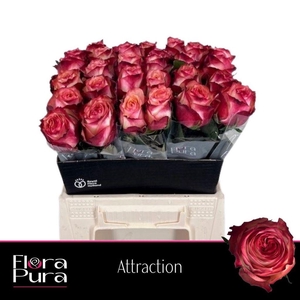 Rosa large attraction