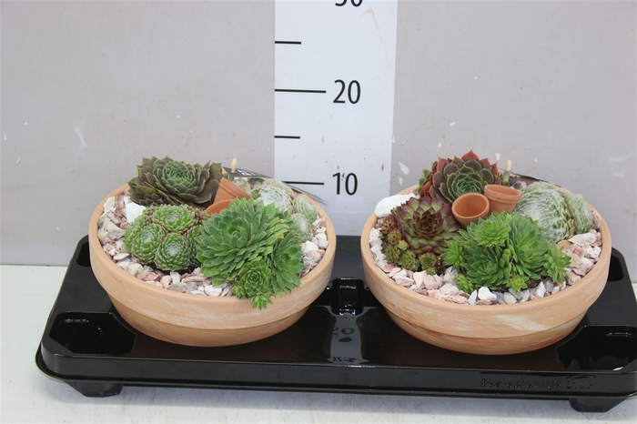 <h4>Arr Sempervivum In Terra Cotta Schaal</h4>