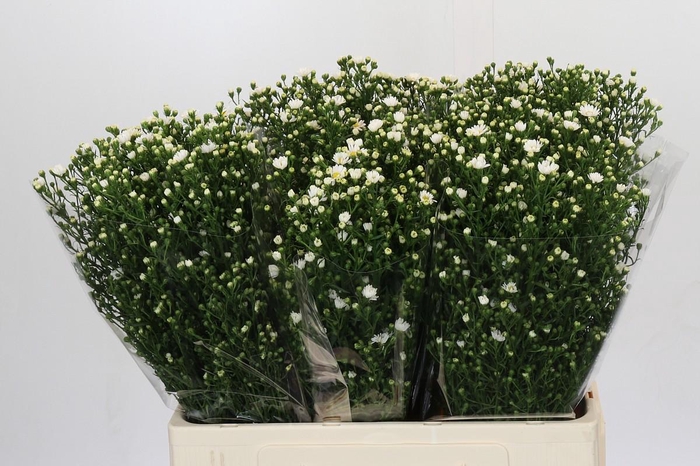 <h4>Aster Paquita</h4>