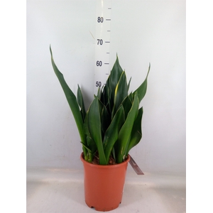 Sansevieria trifa.   ...