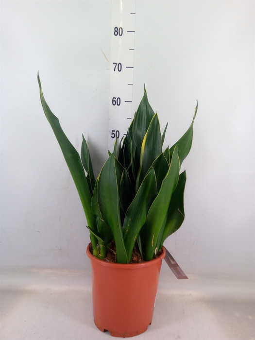 <h4>Sansevieria trifa.   ...</h4>