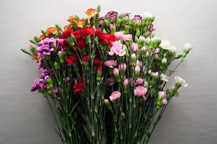 <h4>DI TR ASSORTED X10</h4>