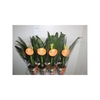 Clivia Mi