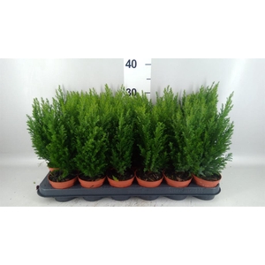 Chamaecyparis laws. 'Ellwoodii'