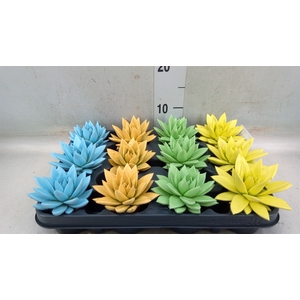 Echeveria  'Miranda'