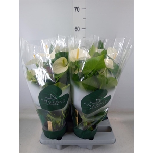 Anthurium andr. 'Samora'