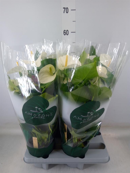 <h4>Anthurium andr. 'Samora'</h4>