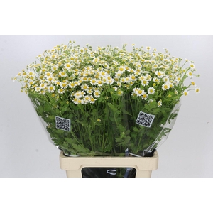 Tanacetum Camille