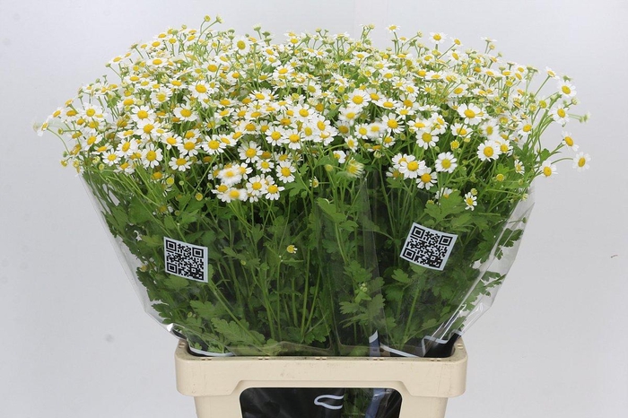<h4>Tanacetum Camille</h4>