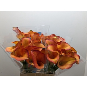 Zantedeschia captain odeon