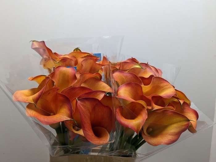 <h4>Zantedeschia captain odeon</h4>