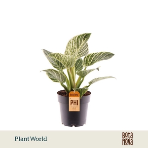 Philodendron Birkin / New Wave