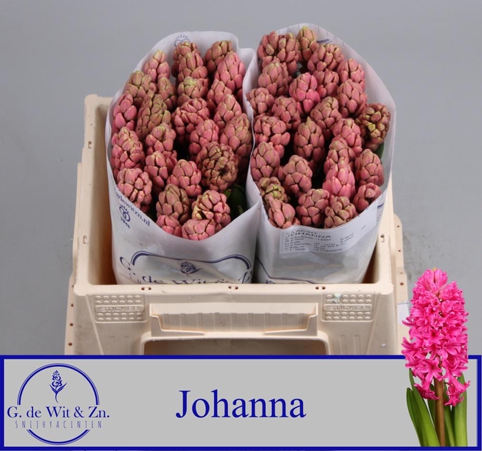 <h4>HYAC JOHANNA</h4>