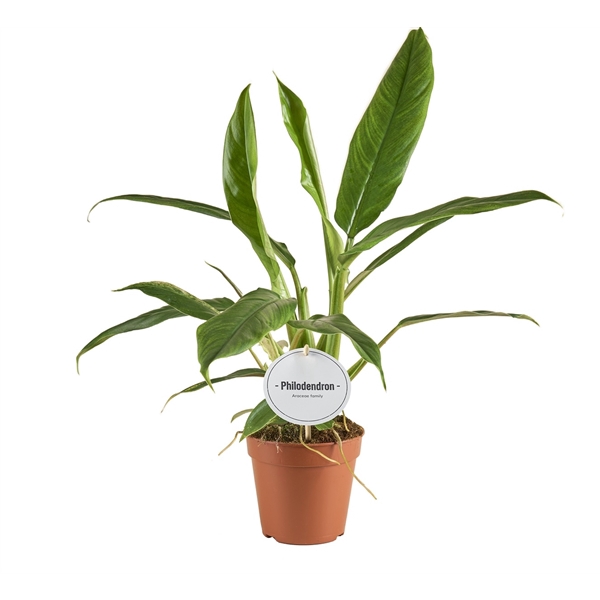 <h4>Philodendron Holtonianum Trilobe</h4>