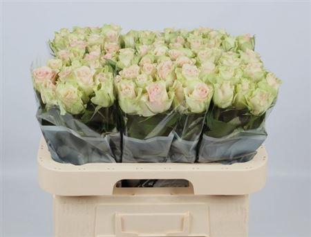 <h4>R Gr La Belle</h4>