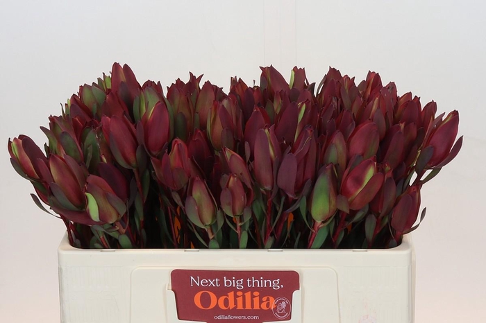 Leucadendron Senorita Spray