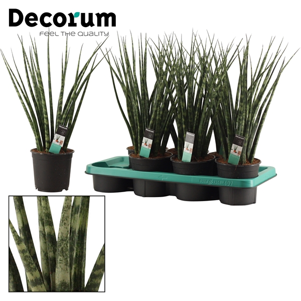 <h4>Sansevieria Fernwood 14 cm (Decorum)</h4>