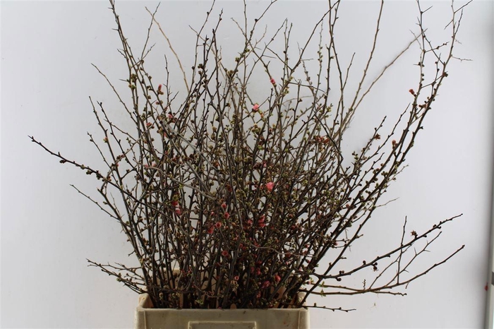 <h4>CHAENOMELES SUPERBA</h4>