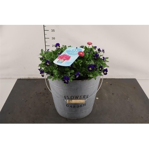 ! A... Bellis/ Viola 29 Cm. Emmer E