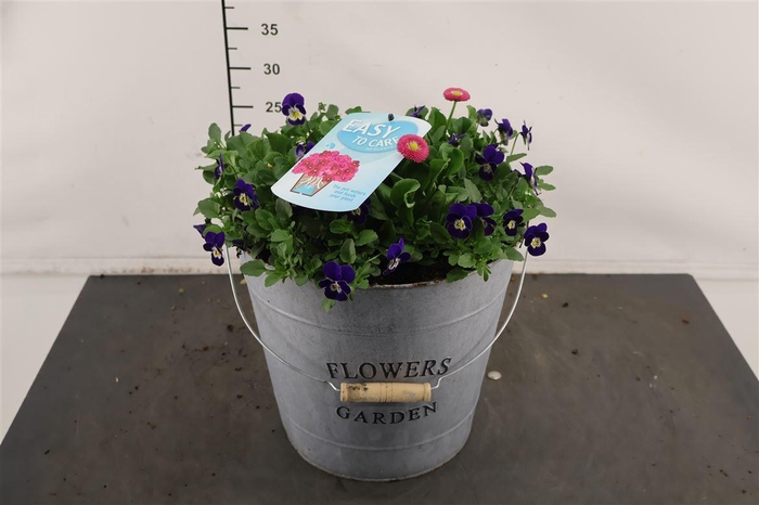 <h4>! A... Bellis/ Viola 29 Cm. Emmer E</h4>