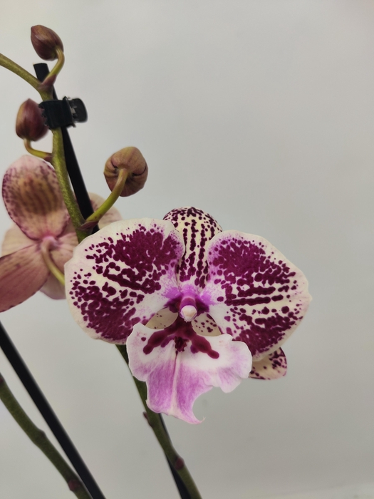 <h4>Limited 35 week 2</h4>