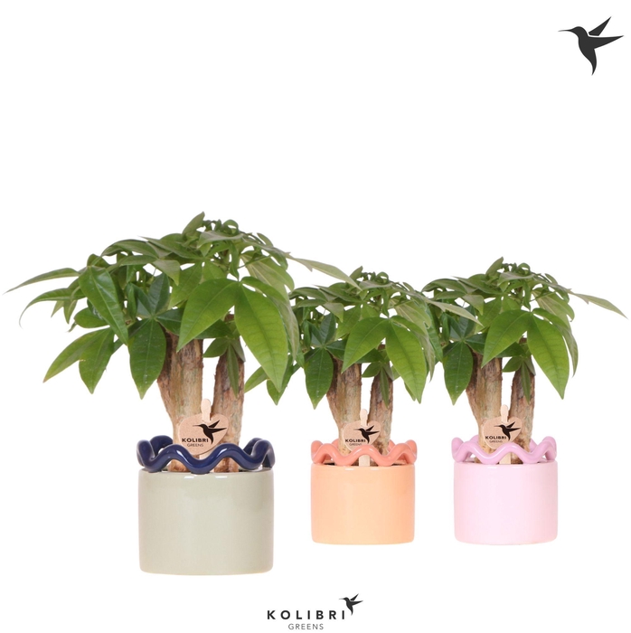 <h4>Kolibri Greens Pachira in Funky pot mix</h4>