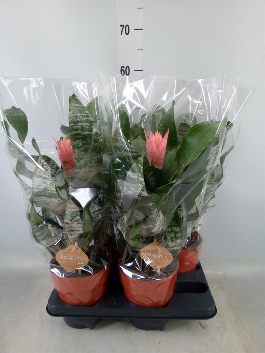 <h4>Aechmea ...</h4>