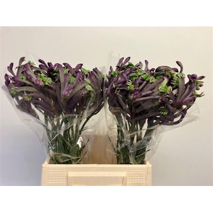 ANIGOZ CEL CARNIVALE