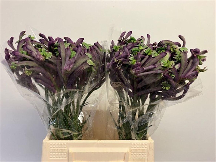 <h4>ANIGOZ CEL CARNIVALE</h4>