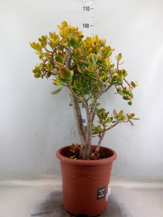 <h4>Crassula ovata 'Sunset'</h4>