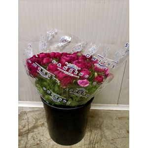 RAN CLONI SUPER RENOIR