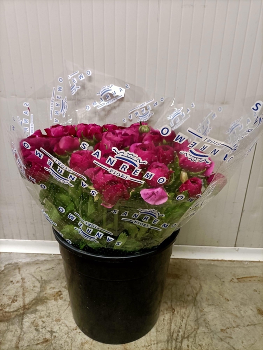 <h4>RAN CLONI SUPER RENOIR</h4>