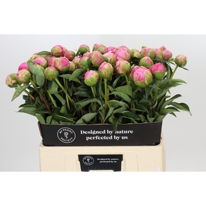 Paeonia Jacorma