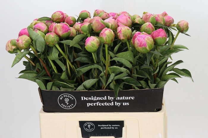 Paeonia Jacorma