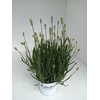 Lavan In Edelweiss