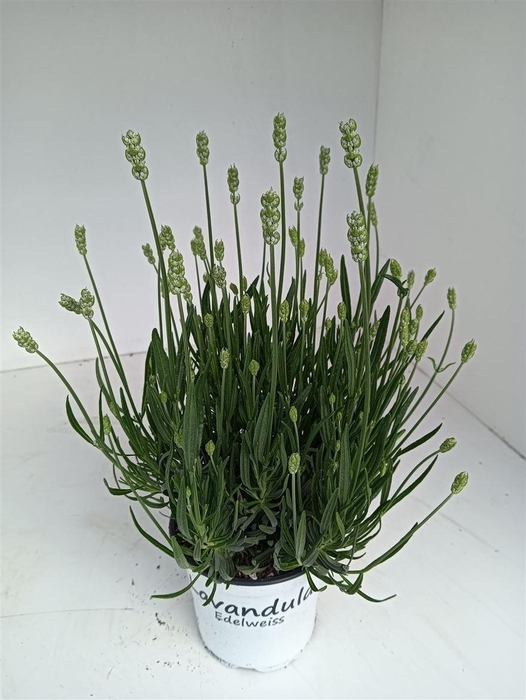 Lavan In Edelweiss